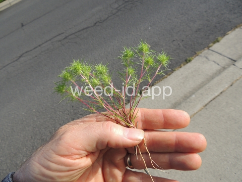 navarretia, needle-leaf